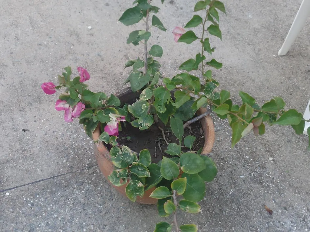 Pomme Rose Villa Port of Spain